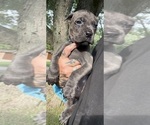 Small #2 Cane Corso