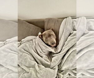Lucky - Male American Pit Bull Terrier-American Staffordshire Terrier Mix Dog for Adoption - Photo #3