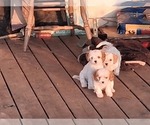 Small Cavapoo (Miniature)