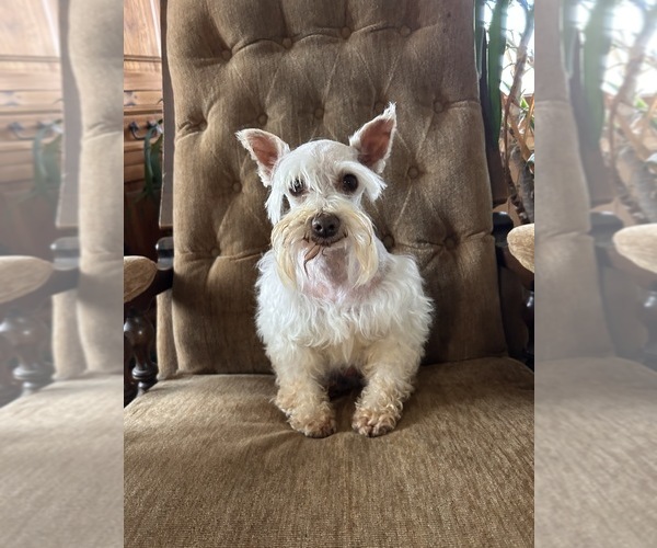 Medium Photo #1 Schnauzer (Miniature) Puppy For Sale in BIG CABIN, OK, USA