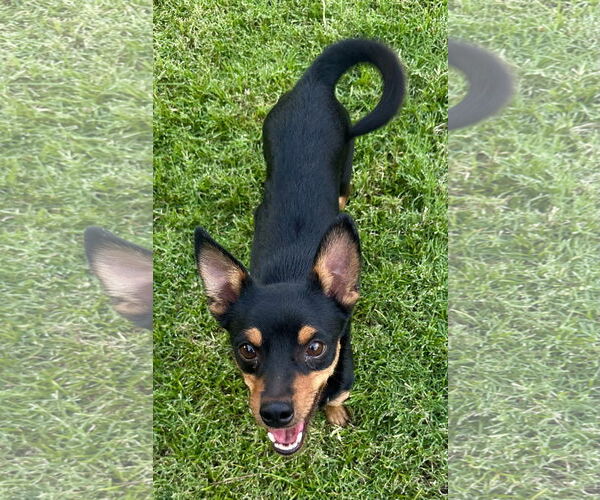Medium Photo #3 Chipin Puppy For Sale in Phoenix, AZ, USA