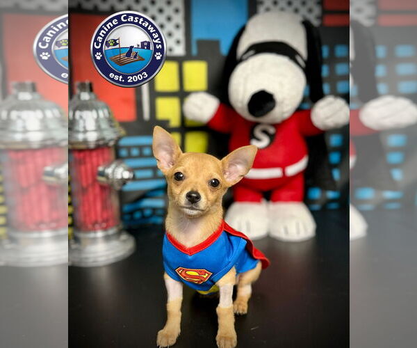 Medium Photo #7 Chihuahua Puppy For Sale in Arcadia, FL, USA