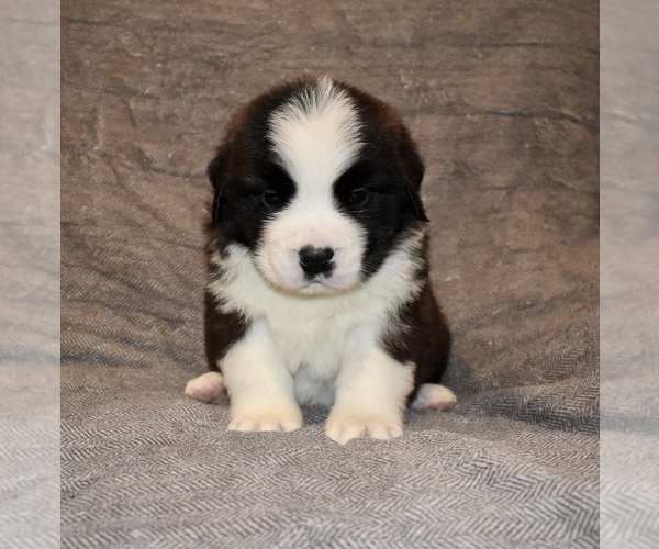 Medium Photo #13 Saint Bernard Puppy For Sale in CAMBRIDGE, NE, USA