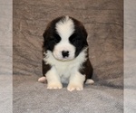 Small #12 Saint Bernard