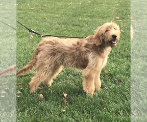 Goldendoodle-Irish Setter Mix Puppy for Sale in GOSHEN, Indiana USA