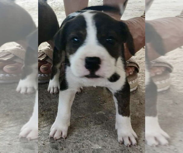 Medium Photo #2 Labrador Retriever-Unknown Mix Puppy For Sale in Jefferson, NJ, USA
