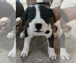 Small #1 Labrador Retriever Mix