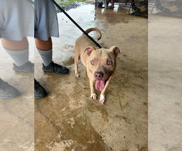 Medium Photo #3 Mutt Puppy For Sale in Abbeville, LA, USA