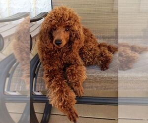 Poodle (Miniature) Puppy for sale in SPRING VALLEY LAKE, CA, USA