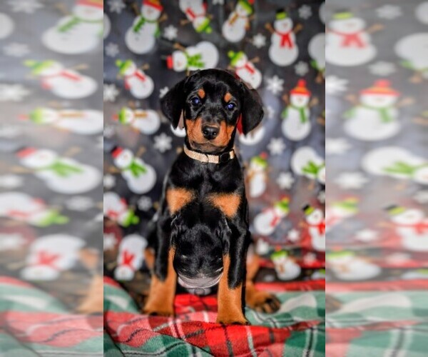 Medium Photo #1 Doberman Pinscher Puppy For Sale in CHICKASHA, OK, USA