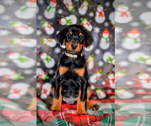 Medium Doberman Pinscher