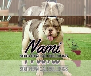 Mother of the Olde English Bulldogge puppies born on 04/10/2023