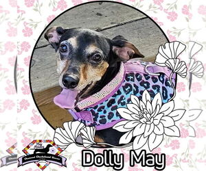 Dachshund-Unknown Mix Dogs for adoption in San Antonio, TX, USA