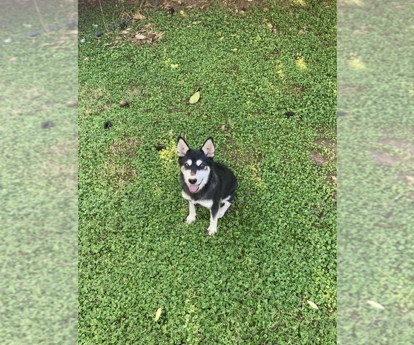 Medium Photo #10 Alaskan Klee Kai Puppy For Sale in GLENDALE, AZ, USA