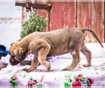 Small Photo #19 Mastiff Puppy For Sale in WAKARUSA, IN, USA