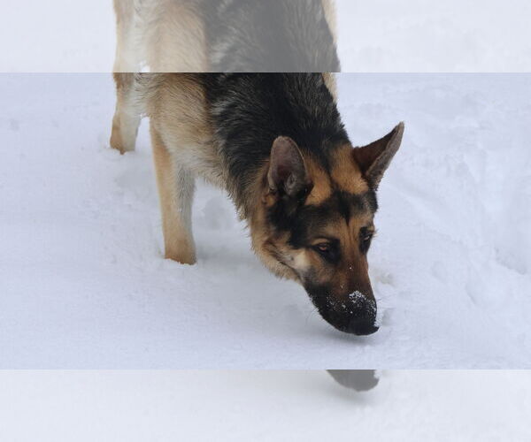 Medium Photo #29 German Shepherd Dog Puppy For Sale in Sebec, ME, USA