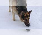 Small #28 German Shepherd Dog