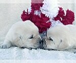 Small #15 Labrador Retriever