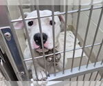 Small American Pit Bull Terrier