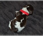 Small #4 English Springer Spaniel