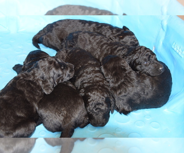 Medium Photo #4 Goldendoodle Puppy For Sale in SPIRO, OK, USA