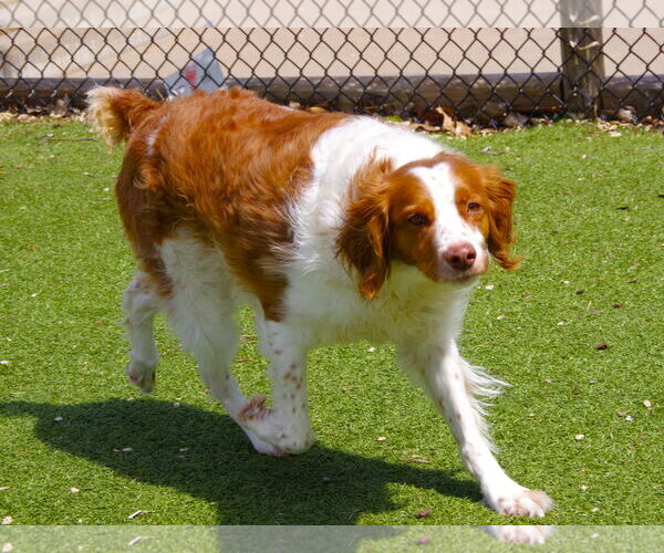 Medium Photo #5 Brittany Puppy For Sale in Curwensville, PA, USA