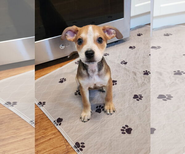 Medium Photo #2 Boston Huahua Puppy For Sale in St. Louis Park, MN, USA