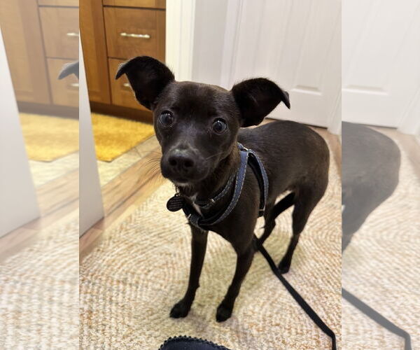 Medium Photo #1 Chihuahua-Unknown Mix Puppy For Sale in Bellevue, WA, USA