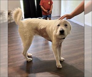 Max - Male Great Pyrenees-Unknown Mix Dog for Adoption - Photo #11