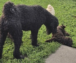 Mother of the Springerdoodle puppies born on 04/17/2025