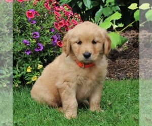 Golden Retriever Puppy for sale in CHRISTIANA, PA, USA