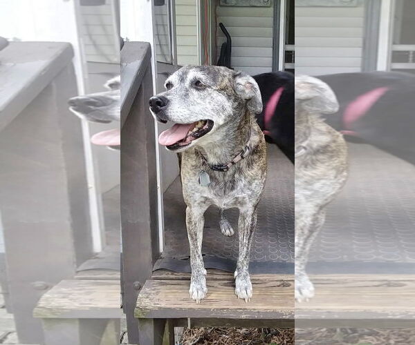 Medium Photo #1 Mutt Puppy For Sale in Doylestown, PA, USA