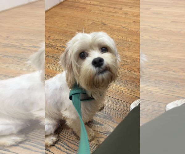 Medium Photo #2 Maltese-Unknown Mix Puppy For Sale in Rockville, MD, USA