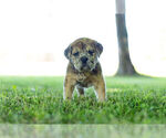 Puppy 6 English Bulldog-Mastiff Mix