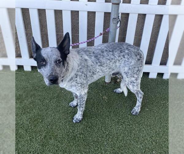 Medium Photo #1 Border Collie-Unknown Mix Puppy For Sale in Modesto, CA, USA
