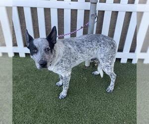 Border Collie-Unknown Mix Dogs for adoption in Modesto, CA, USA