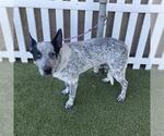 *SMARK - Male Border Collie-Unknown Mix Dog for Adoption - Small photo