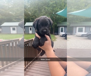 Labrador Retriever Puppy for sale in SOUTH SALEM, OH, USA