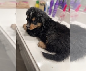 Bernedoodle Puppy for sale in SAN DIMAS, CA, USA