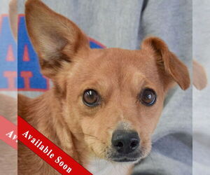 Chipin Dogs for adoption in Huntley, IL, USA