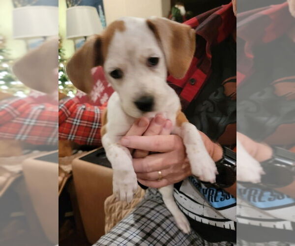 Medium Photo #3 Boxer Puppy For Sale in Austin, TX, USA