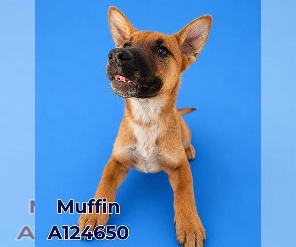 Medium Photo #2 Mutt Puppy For Sale in HESPERIA, CA, USA