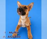 Small #1 Mutt
