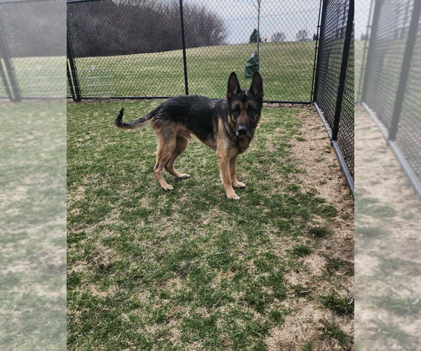 Medium Photo #1 German Shepherd Dog Puppy For Sale in Coralville, IA, USA