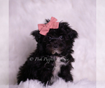 Puppy Boogie Morkie