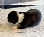 Small Photo #82 Australian Shepherd Puppy For Sale in SALISBURY, NC, USA