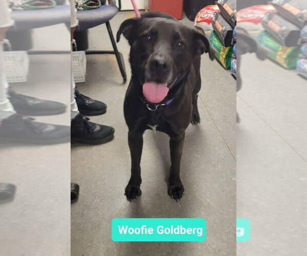 Medium Photo #3 American Staffordshire Terrier-Labrador Retriever Mix Puppy For Sale in Richmond, IN, USA