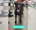 Small #2 American Staffordshire Terrier-Labrador Retriever Mix