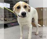 Small Labrador Retriever-Retriever  Mix