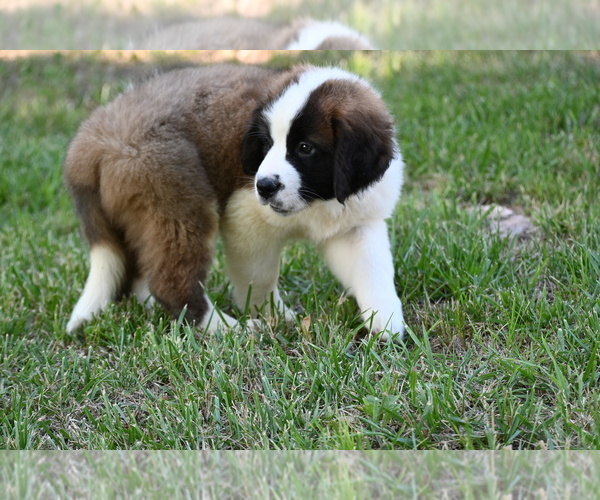 Medium Photo #5 Saint Bernard Puppy For Sale in AVALON, MO, USA